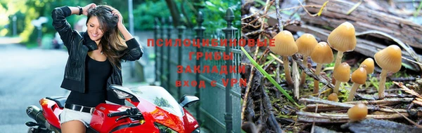 PSILOCYBIN Балахна