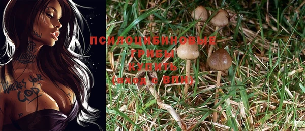 PSILOCYBIN Балахна